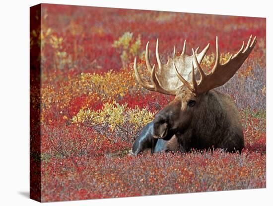 Bull Moose in Denali National Park, Alaska, USA-Dee Ann Pederson-Stretched Canvas