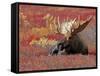 Bull Moose in Denali National Park, Alaska, USA-Dee Ann Pederson-Framed Stretched Canvas