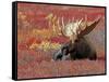 Bull Moose in Denali National Park, Alaska, USA-Dee Ann Pederson-Framed Stretched Canvas