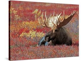 Bull Moose in Denali National Park, Alaska, USA-Dee Ann Pederson-Stretched Canvas