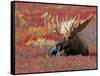 Bull Moose in Denali National Park, Alaska, USA-Dee Ann Pederson-Framed Stretched Canvas