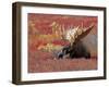 Bull Moose in Denali National Park, Alaska, USA-Dee Ann Pederson-Framed Premium Photographic Print
