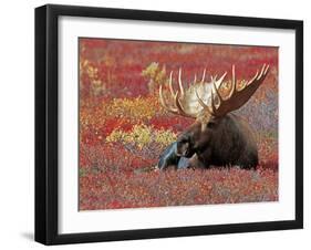 Bull Moose in Denali National Park, Alaska, USA-Dee Ann Pederson-Framed Premium Photographic Print