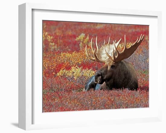 Bull Moose in Denali National Park, Alaska, USA-Dee Ann Pederson-Framed Photographic Print