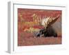 Bull Moose in Denali National Park, Alaska, USA-Dee Ann Pederson-Framed Photographic Print