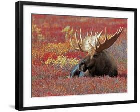 Bull Moose in Denali National Park, Alaska, USA-Dee Ann Pederson-Framed Photographic Print