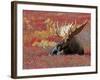 Bull Moose in Denali National Park, Alaska, USA-Dee Ann Pederson-Framed Photographic Print