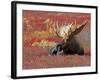 Bull Moose in Denali National Park, Alaska, USA-Dee Ann Pederson-Framed Photographic Print