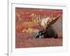 Bull Moose in Denali National Park, Alaska, USA-Dee Ann Pederson-Framed Photographic Print