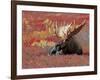 Bull Moose in Denali National Park, Alaska, USA-Dee Ann Pederson-Framed Photographic Print