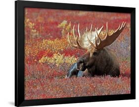 Bull Moose in Denali National Park, Alaska, USA-Dee Ann Pederson-Framed Photographic Print