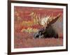 Bull Moose in Denali National Park, Alaska, USA-Dee Ann Pederson-Framed Photographic Print