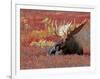 Bull Moose in Denali National Park, Alaska, USA-Dee Ann Pederson-Framed Photographic Print