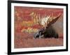 Bull Moose in Denali National Park, Alaska, USA-Dee Ann Pederson-Framed Photographic Print