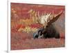 Bull Moose in Denali National Park, Alaska, USA-Dee Ann Pederson-Framed Photographic Print