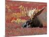 Bull Moose in Denali National Park, Alaska, USA-Dee Ann Pederson-Mounted Photographic Print