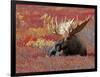 Bull Moose in Denali National Park, Alaska, USA-Dee Ann Pederson-Framed Photographic Print