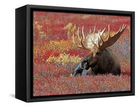 Bull Moose in Denali National Park, Alaska, USA-Dee Ann Pederson-Framed Stretched Canvas