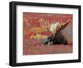 Bull Moose in Denali National Park, Alaska, USA-Dee Ann Pederson-Framed Photographic Print