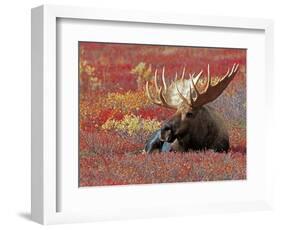 Bull Moose in Denali National Park, Alaska, USA-Dee Ann Pederson-Framed Photographic Print