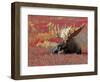 Bull Moose in Denali National Park, Alaska, USA-Dee Ann Pederson-Framed Premium Photographic Print