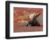 Bull Moose in Denali National Park, Alaska, USA-Dee Ann Pederson-Framed Premium Photographic Print