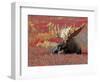 Bull Moose in Denali National Park, Alaska, USA-Dee Ann Pederson-Framed Premium Photographic Print