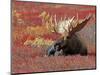 Bull Moose in Denali National Park, Alaska, USA-Dee Ann Pederson-Mounted Premium Photographic Print