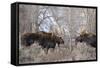 Bull Moose in Field with Cottonwood Trees, Grand Teton NP, WYoming-Howie Garber-Framed Stretched Canvas