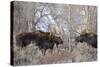 Bull Moose in Field with Cottonwood Trees, Grand Teton NP, WYoming-Howie Garber-Stretched Canvas