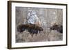 Bull Moose in Field with Cottonwood Trees, Grand Teton NP, WYoming-Howie Garber-Framed Photographic Print