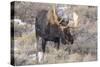 Bull Moose in Field with Cottonwood Trees, Grand Teton NP, WYoming-Howie Garber-Stretched Canvas