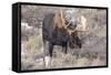 Bull Moose in Field with Cottonwood Trees, Grand Teton NP, WYoming-Howie Garber-Framed Stretched Canvas
