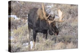 Bull Moose in Field with Cottonwood Trees, Grand Teton NP, WYoming-Howie Garber-Stretched Canvas