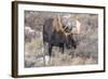 Bull Moose in Field with Cottonwood Trees, Grand Teton NP, WYoming-Howie Garber-Framed Photographic Print