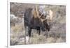 Bull Moose in Field with Cottonwood Trees, Grand Teton NP, WYoming-Howie Garber-Framed Photographic Print