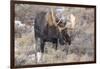 Bull Moose in Field with Cottonwood Trees, Grand Teton NP, WYoming-Howie Garber-Framed Photographic Print