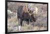 Bull Moose in Field with Cottonwood Trees, Grand Teton NP, WYoming-Howie Garber-Framed Photographic Print