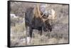 Bull Moose in Field with Cottonwood Trees, Grand Teton NP, WYoming-Howie Garber-Framed Stretched Canvas