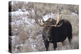 Bull Moose in Field with Cottonwood Trees, Grand Teton NP, WYoming-Howie Garber-Stretched Canvas