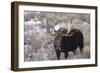 Bull Moose in Field with Cottonwood Trees, Grand Teton NP, WYoming-Howie Garber-Framed Photographic Print