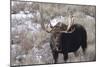 Bull Moose in Field with Cottonwood Trees, Grand Teton NP, WYoming-Howie Garber-Mounted Photographic Print