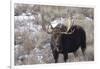 Bull Moose in Field with Cottonwood Trees, Grand Teton NP, WYoming-Howie Garber-Framed Photographic Print