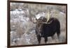 Bull Moose in Field with Cottonwood Trees, Grand Teton NP, WYoming-Howie Garber-Framed Photographic Print