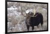 Bull Moose in Field with Cottonwood Trees, Grand Teton NP, WYoming-Howie Garber-Framed Photographic Print