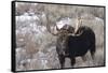 Bull Moose in Field with Cottonwood Trees, Grand Teton NP, WYoming-Howie Garber-Framed Stretched Canvas