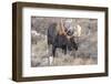 Bull Moose in Field with Cottonwood Trees, Grand Teton NP, WYoming-Howie Garber-Framed Photographic Print