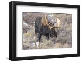 Bull Moose in Field with Cottonwood Trees, Grand Teton NP, WYoming-Howie Garber-Framed Photographic Print