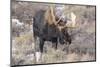 Bull Moose in Field with Cottonwood Trees, Grand Teton NP, WYoming-Howie Garber-Mounted Photographic Print