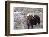 Bull Moose in Field with Cottonwood Trees, Grand Teton NP, WYoming-Howie Garber-Framed Photographic Print